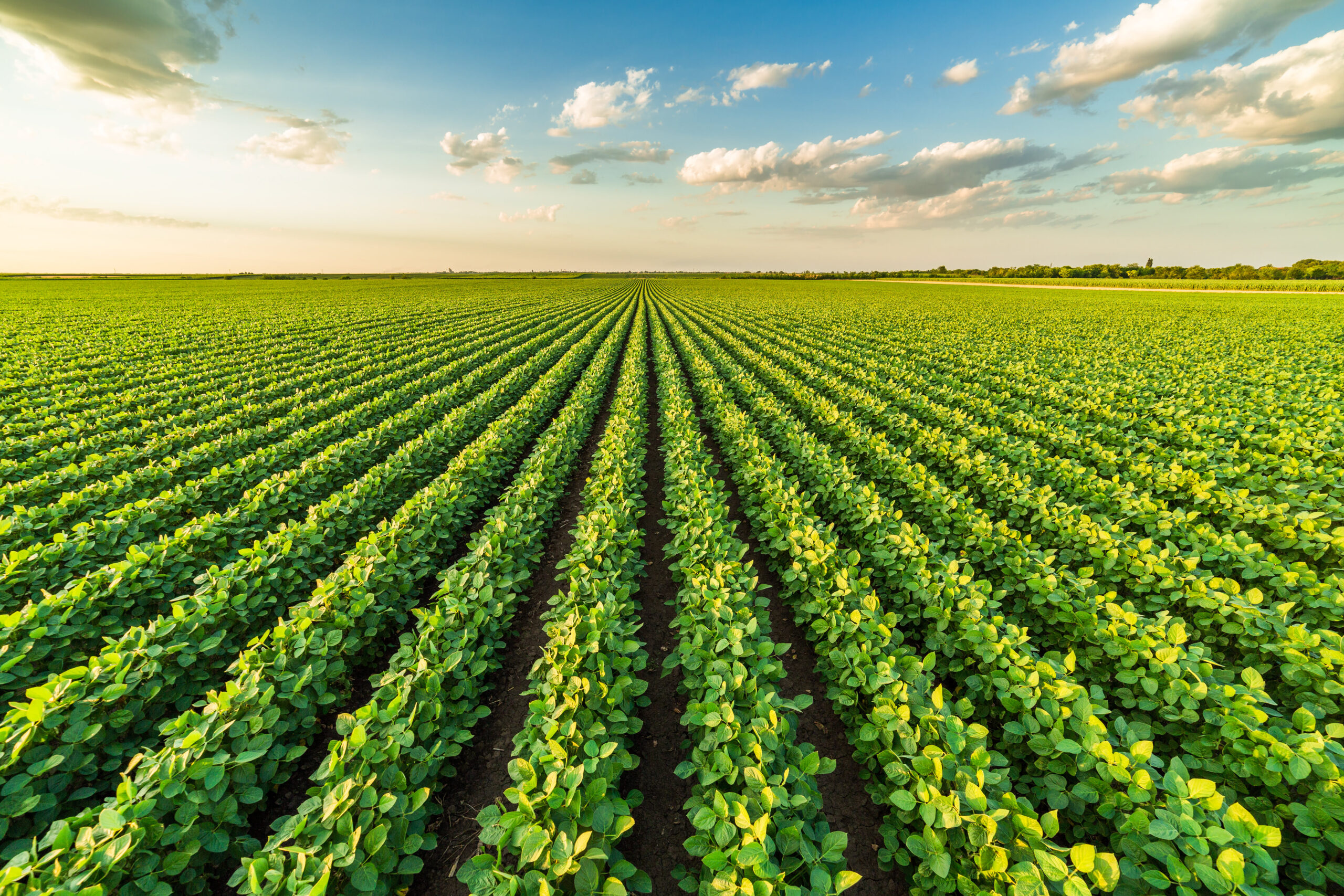 Solos ricos em micronutrientes elevam produção e qualidade da soja