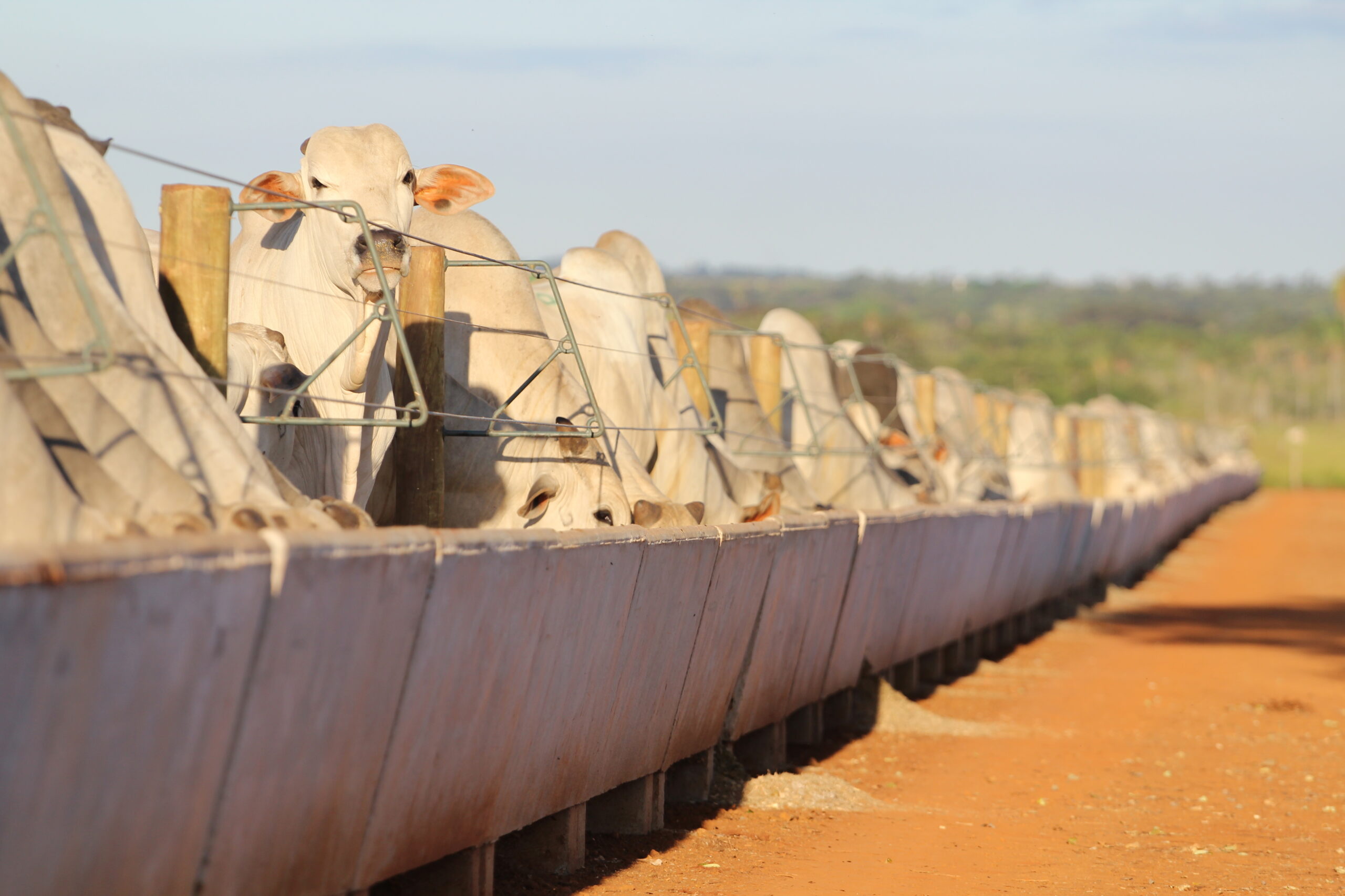 Estrutura do confinamento confiável e resistente é chave para carne de qualidade